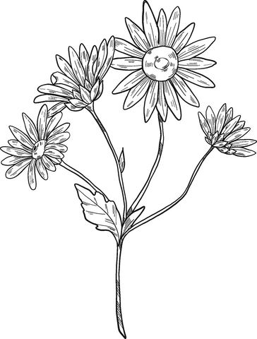 Daisy Plant Coloring Page